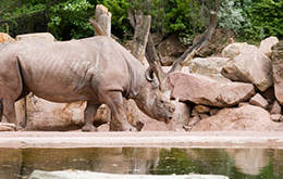 Singles in Hannover - Zoo